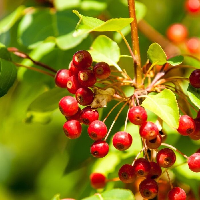 Sierappel op stam - Malus 'Red Jade'