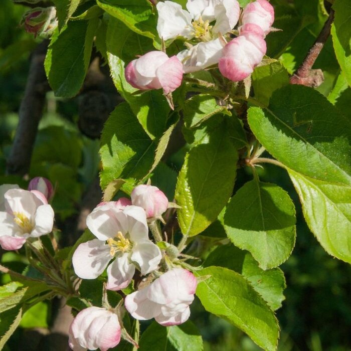 Sierappel op stam - Malus 'Red Jade'