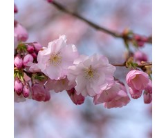 Sierkers op stam - Prunus 'Accolade'