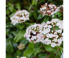 Sneeuwbal op stam - Viburnum tinus 'Eve Price'