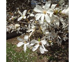 Stermagnolia (Boom) - Magnolia stellata