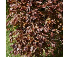 Treurbeuk op stam - Fagus syl. 'Purpurea Pendula'