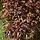 Treurbeuk op stam - Fagus syl. 'Purpurea Pendula'
