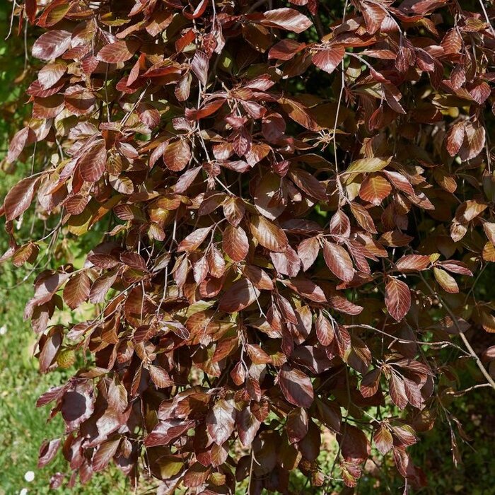 Treurbeuk op stam - Fagus sylvatica 'Purpurea Pendula'