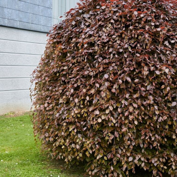Treurbeuk op stam - Fagus sylvatica 'Purpurea Pendula'