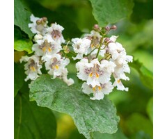 Trompetboom op stam - Catalpa bignonioides 'Nana'