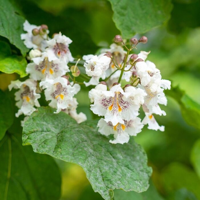 Trompetboom op stam - Catalpa bignonioides 'Nana'
