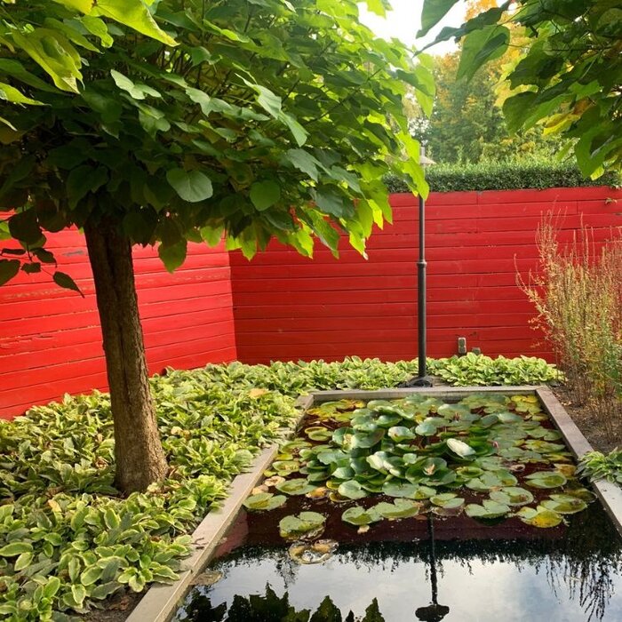 Trompetboom op stam - Catalpa bignonioides 'Nana'