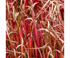 Rode zegge - Uncinea rubra