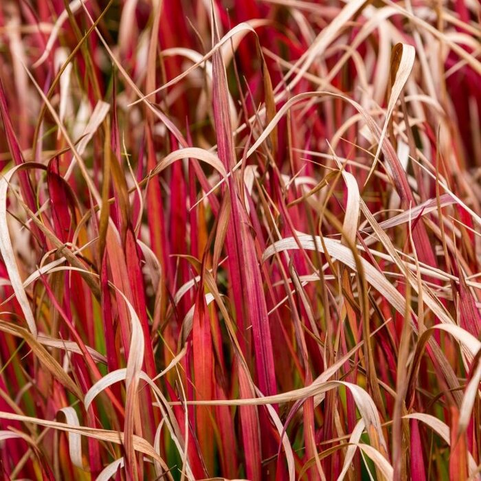 Rode zegge - Uncinea rubra