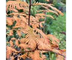 Watercipres - Metasequoia glyptostroboides 'Matthaei Broom'