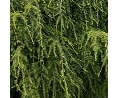 Canadese Hemlockspar - Tsuga canadensis 'Jeddeloh'
