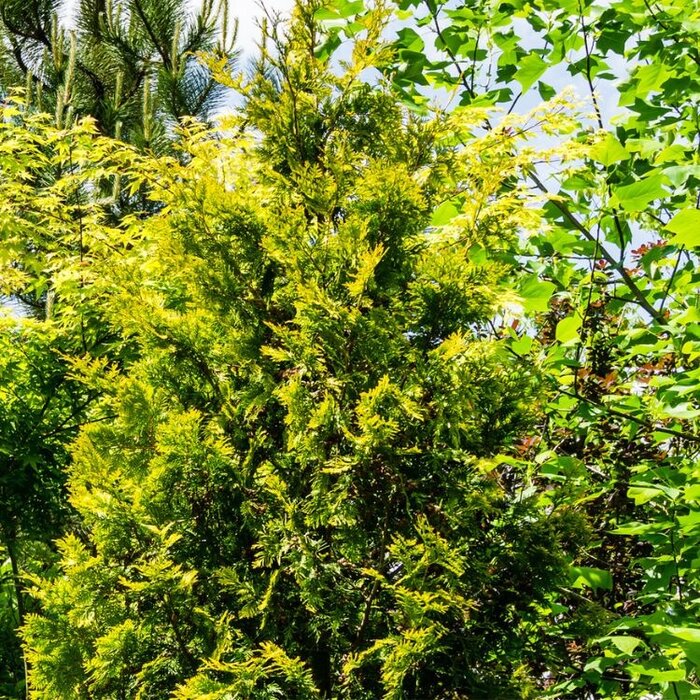 Westerse levensboom - Thuja occidentalis 'Yellow Ribbon'