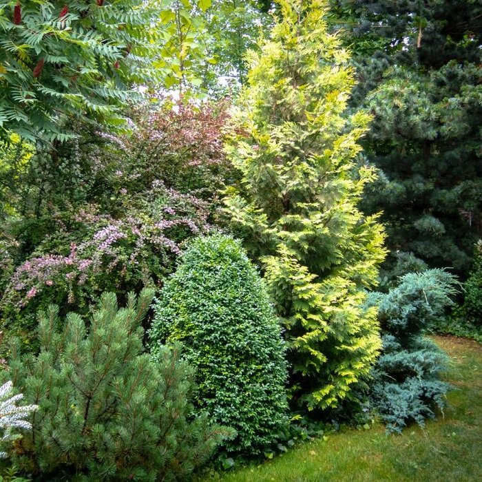 Westerse levensboom - Thuja occidentalis 'Yellow Ribbon'