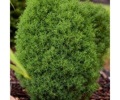 Dwergconifeer - Thuja occidentalis 'Teddy'