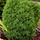 Dwergconifeer  - Thuja occidentalis 'Teddy'