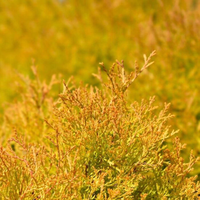 Westerse levensboom - Thuja occidentalis 'Rheingold'
