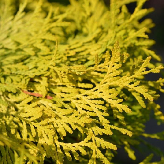 Westerse levensboom - Thuja occidentalis 'Golden Globe'