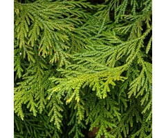 Hibacipres - Thujopsis dolabrata