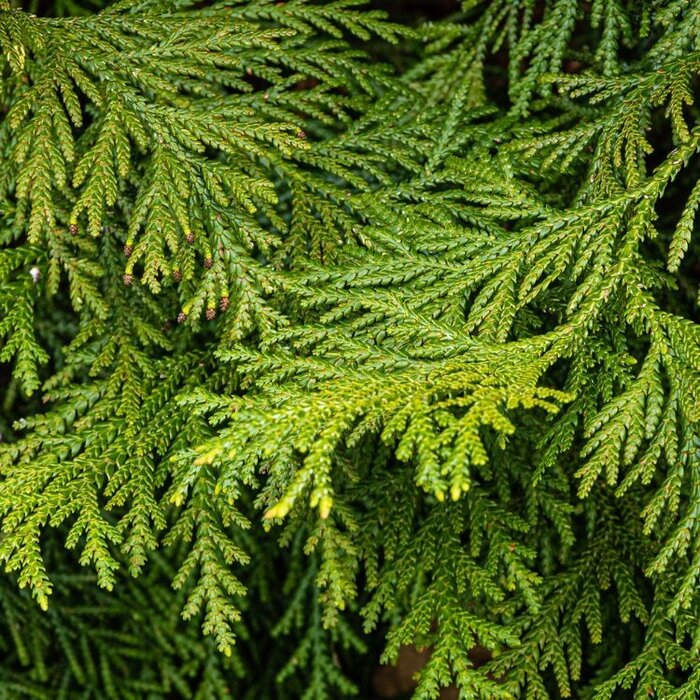 Hibacipres - Thujopsis dolabrata