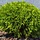 Westerse levensboom - Thuja occidentalis 'Danica Aurea'