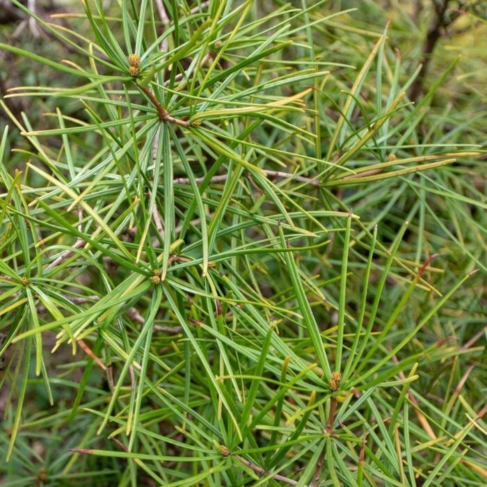 Japanse parapluden - Sciadopitys verticillata