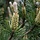 Grove Den - Pinus sylvestris 'Watereri'