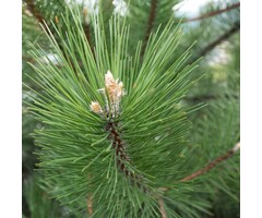 Grove Den - Pinus sylvestris