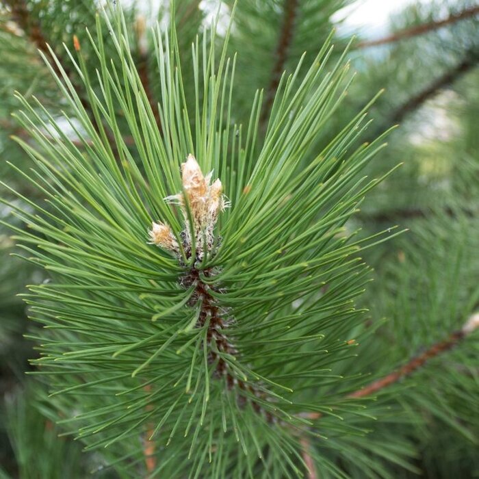 Grove Den - Pinus sylvestris