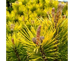 Dwergden - Pinus mugo 'Winter Gold'