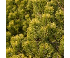 Dwergden - Pinus mugo 'Ophir'
