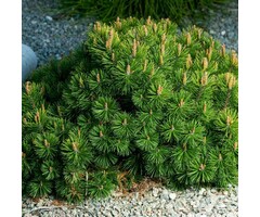 Dwergden - Pinus mugo mugo