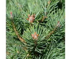 Bergden - Pinus mugo 'Gnom'
