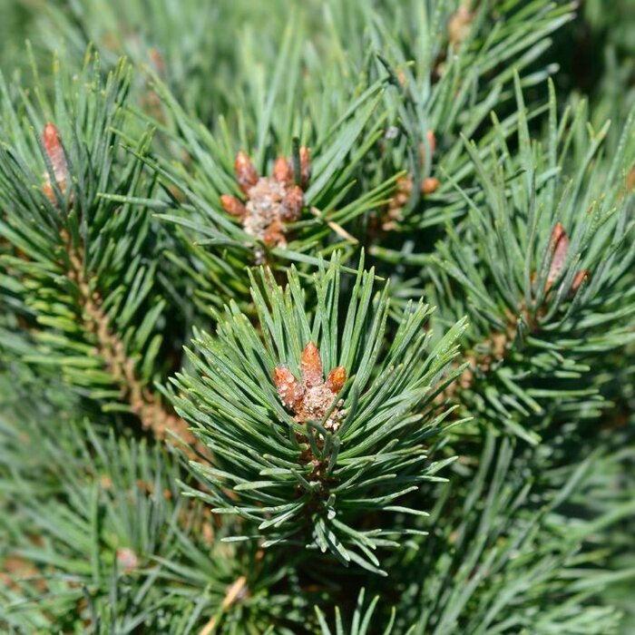 Bergden - Pinus mugo 'Gnom'