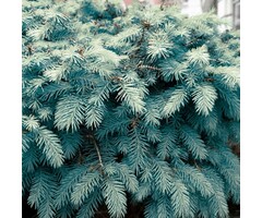 Blauwe spar - Picea pungens 'Hoopsii'