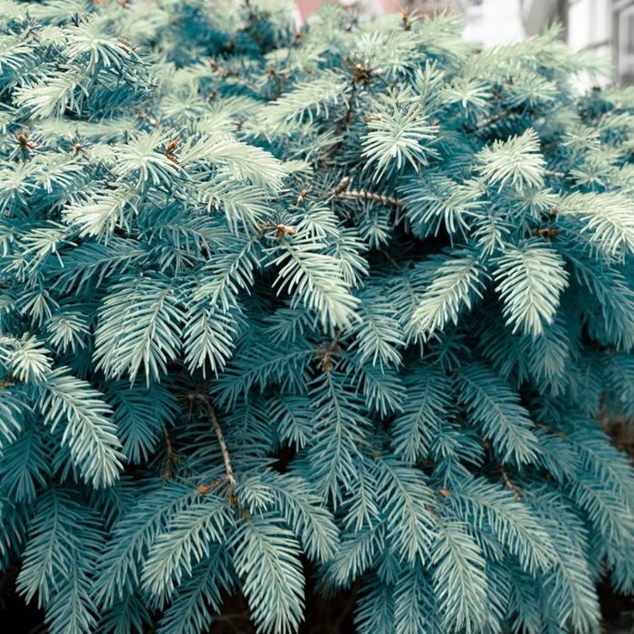 Blauwe spar - Picea pungens 'Hoopsii'