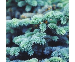 Blauwe dwergspar - Picea pungens 'Glauca Globosa'