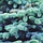 Blauwe dwergspar - Picea pungens 'Glauca Globosa'