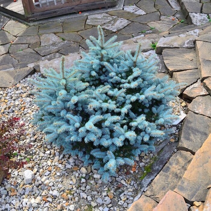 Blauwe dwergspar - Picea pungens 'Glauca Globosa'