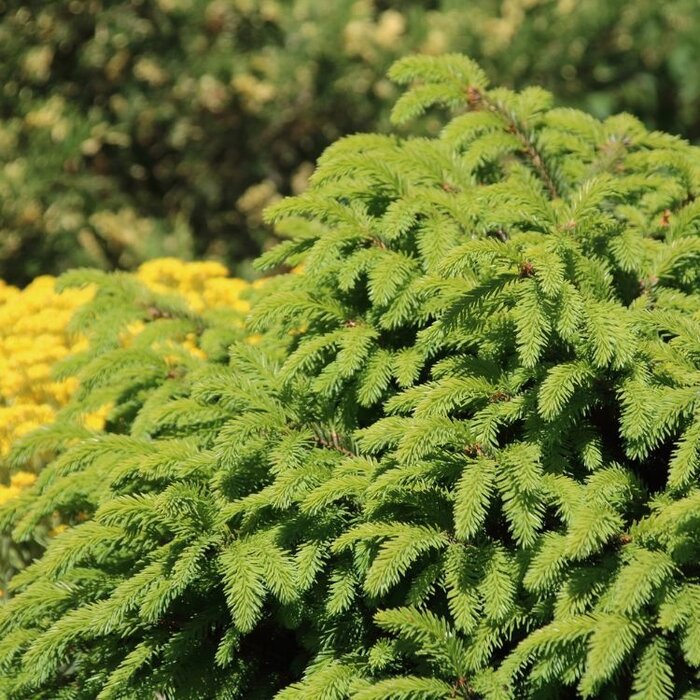 Spar - Picea abies 'Nidiformis'
