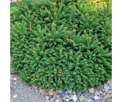 Spar - Picea abies 'Nidiformis'