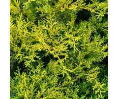 Valse jeneverbes - Microbiota decussata 'Lucas'