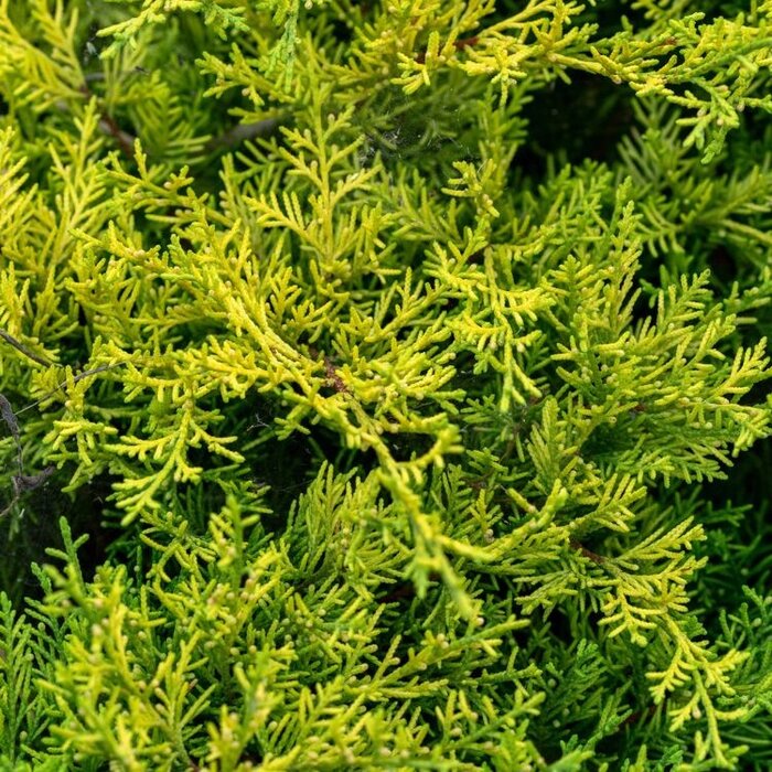 Valse jeneverbes - Microbiota decussata 'Lucas'