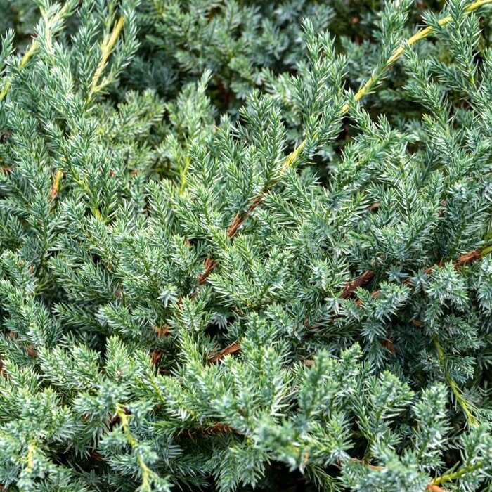 Jeneverbes - Juniperus squamata 'Blue Carpet'