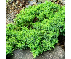 Jeneverbes - Juniperus procumbens 'Nana'
