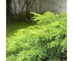 Jeneverbes - Juniperus pfitzeriana 'Gold Star'