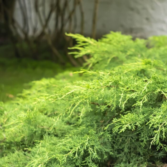 Jeneverbes - Juniperus pfitzeriana 'Gold Star'