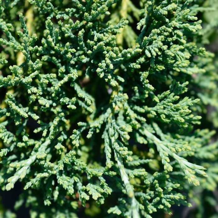 Jeneverbes - Juniperus horizontalis 'Wiltonii'