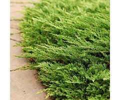 Jeneverbes - Juniperus horizontalis 'Prince of Wales'