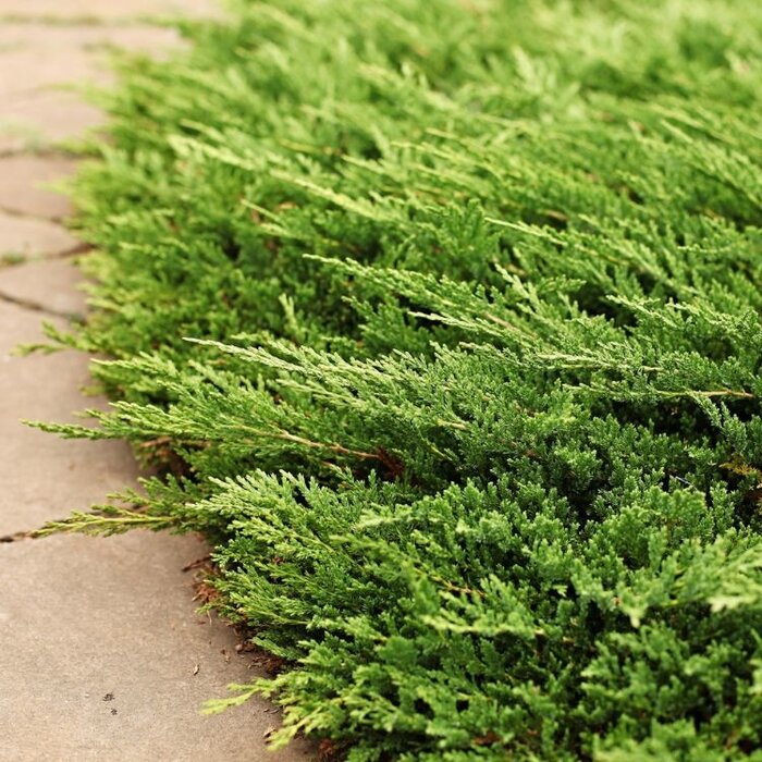 Jeneverbes - Juniperus horizontalis 'Prince of Wales'